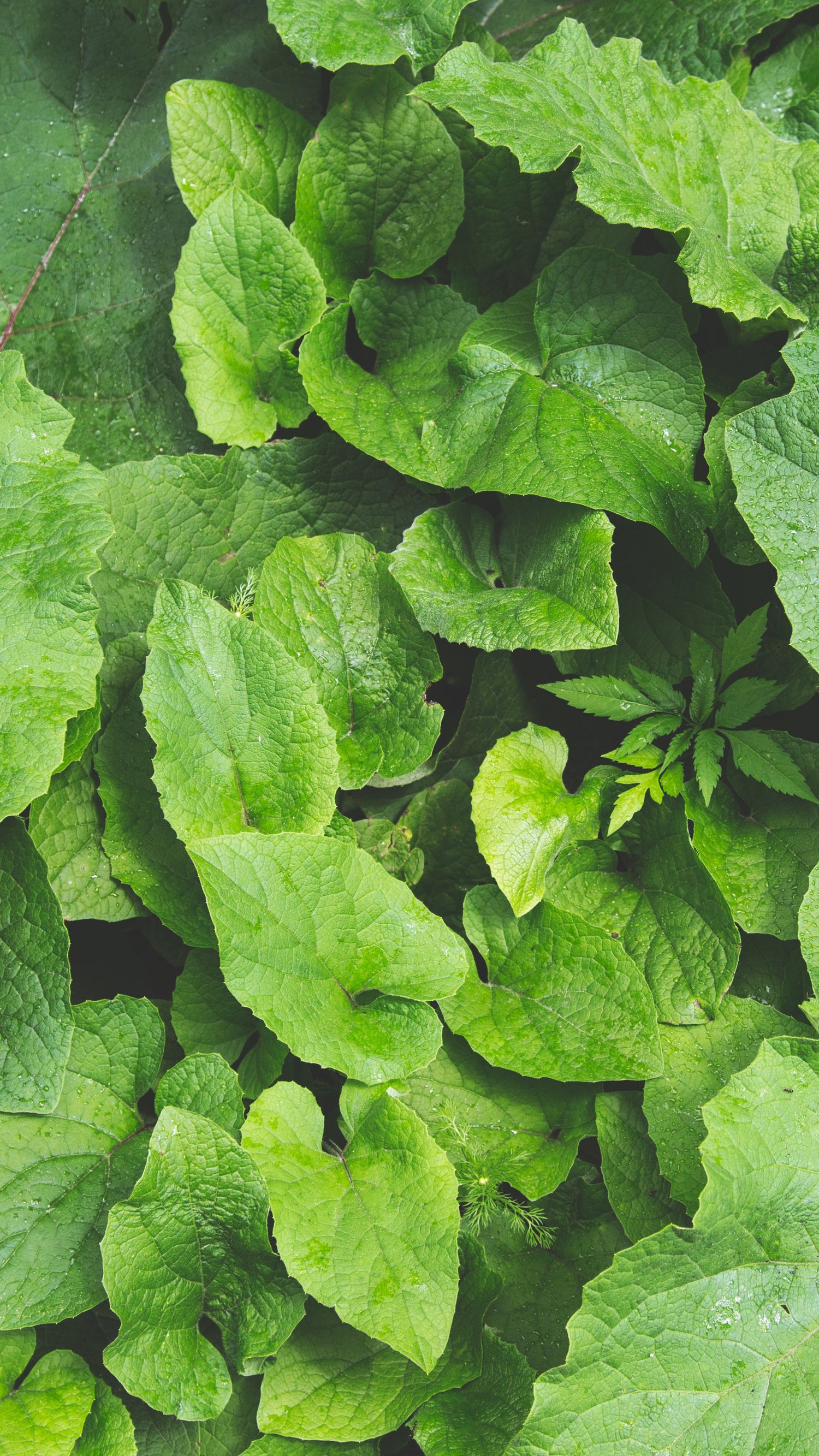 layered plant leaves