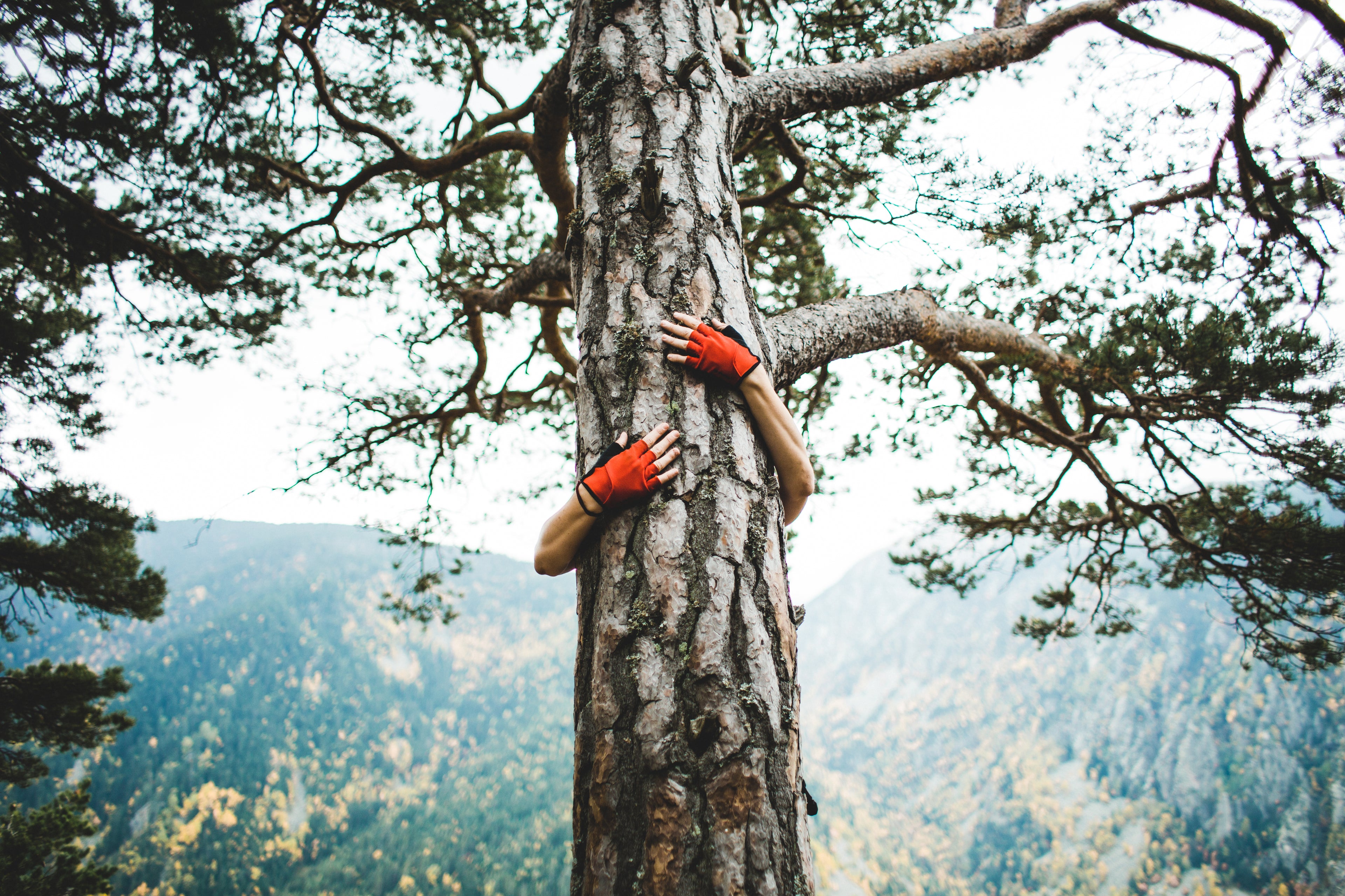 Man-Hugging-A-Tree-With-Red-Gloves